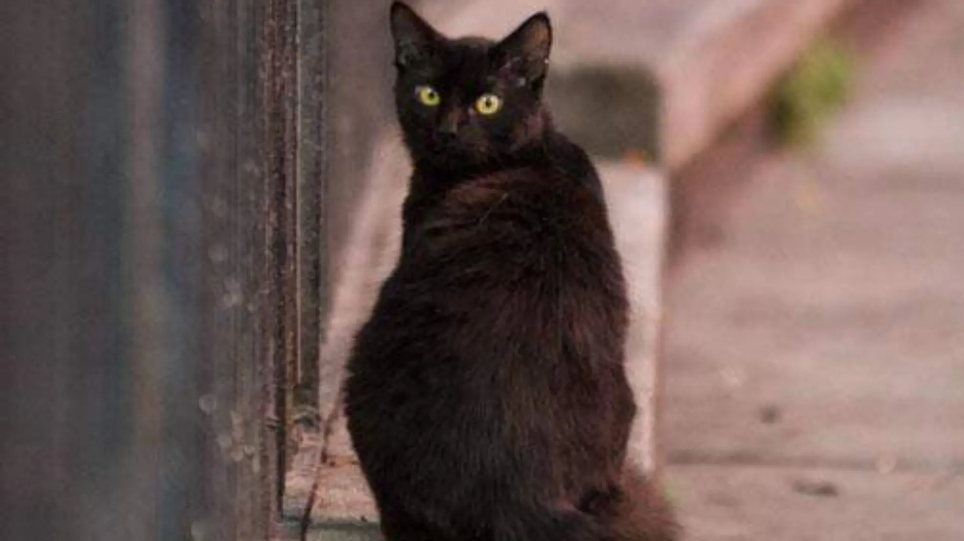 614519_Gato Negro_web